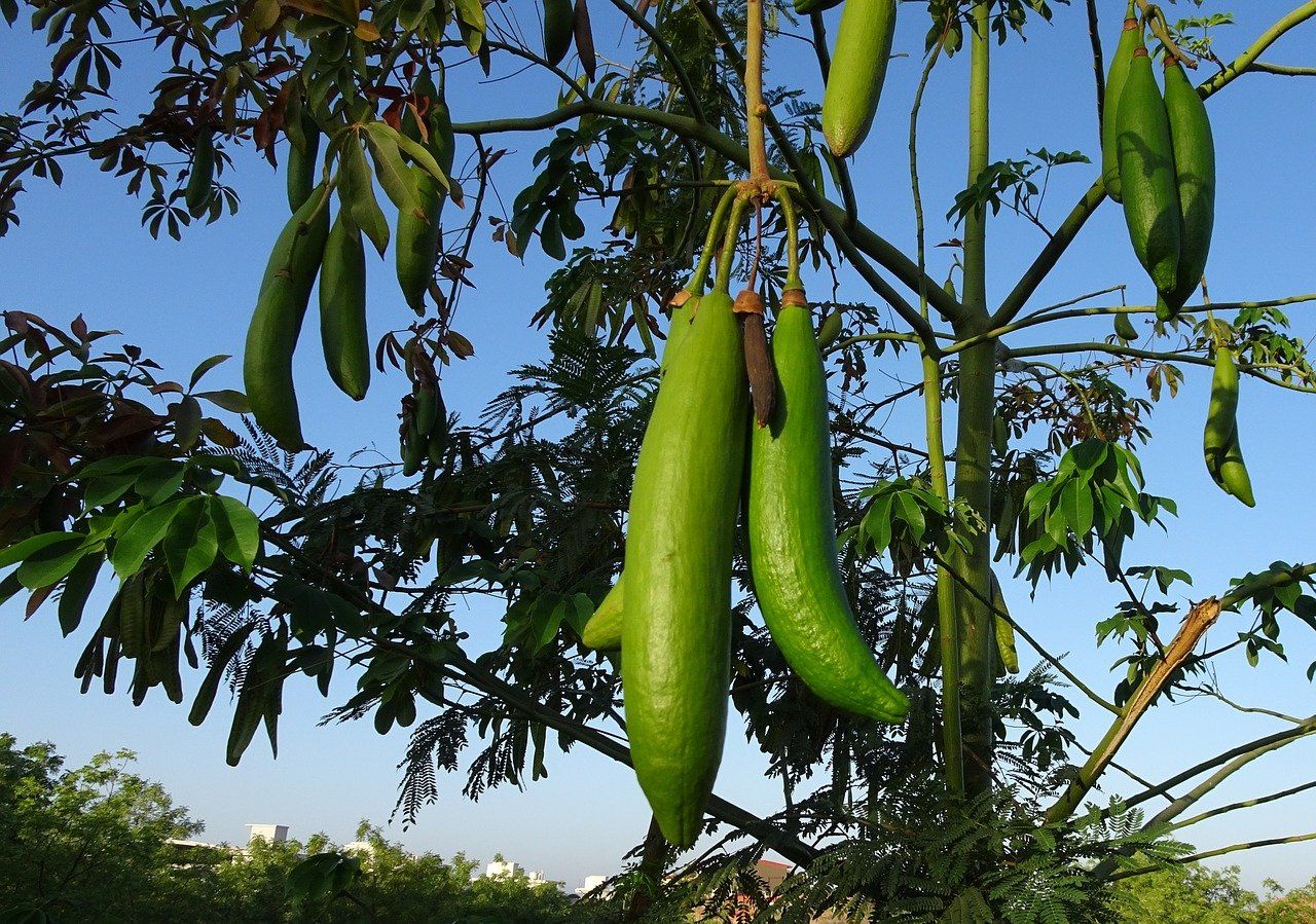  Daun Randu  Berkhasiat Mengobati Batuk Wasir hingga Bahan 