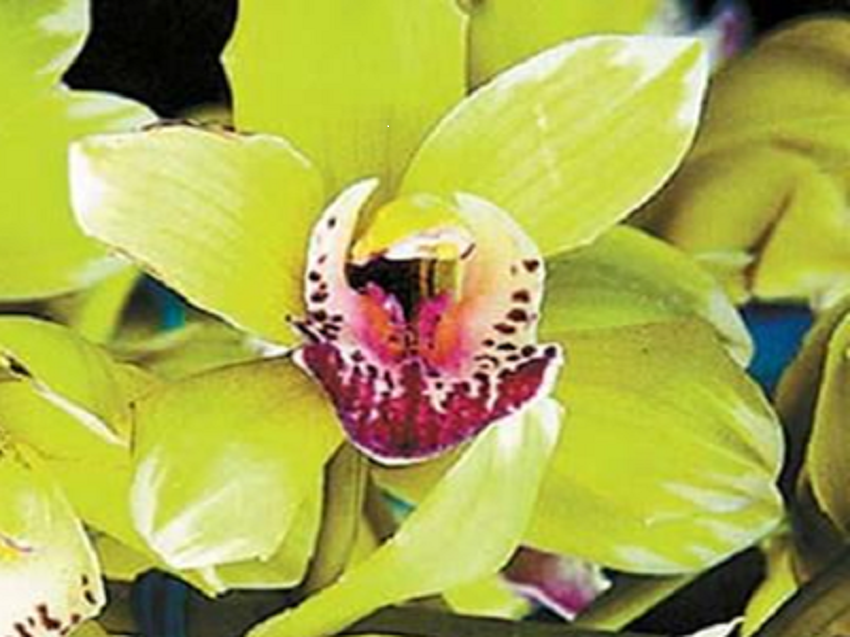 Tanam hias Shenzhen Nongke Orchid yang harganya bisa capai 2,6 miliar