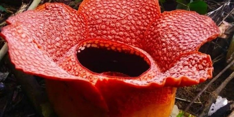 Dari 5 Jenis Rafflesia 1 Diantaranya Paling Banyak Tumbuh Di Rejang Lebong Jurnal Gaya