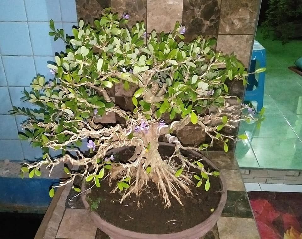 Wajib Beli 5 Bahan Bonsai Murah Dan Paling Laris Portal Jember
