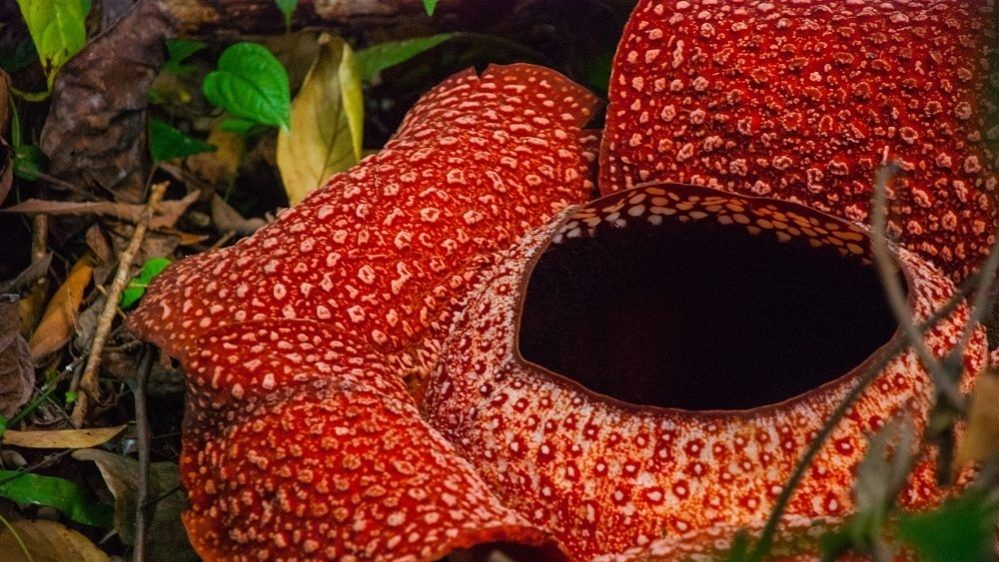 7 Fakta Menarik Tentang Bunga  Rafflesia Arnoldi Bunga  