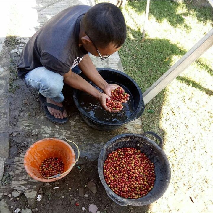 Petani kopi Gunungwangi Kecamatan Argapura, Kabupaten Majalengka Jawa Barat memilah kopi sebelum proses penjemuran dan roasting/CANTIKA CIREMAI