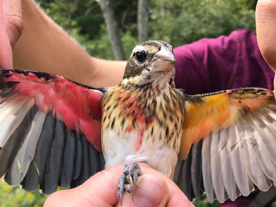 Burung Rose-Breasted Grosbeak yang ditemukan oleh Tim Powdermill Nature Reserve.*/Facebook/Powdermill nature Reserve