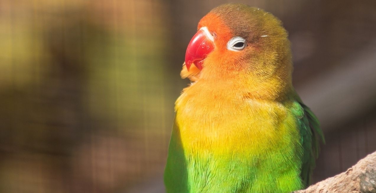 7 Jenis  Burung  Lovebird  Termahal dan  Tercantik Harganya  
