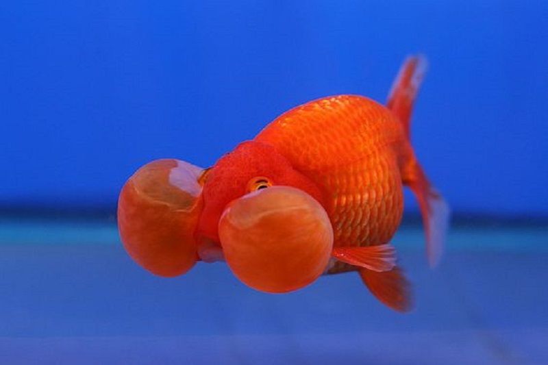 Keunikan Ikan Mas Koki Mata Balon, Bikin Akuarium Tambah Cantik