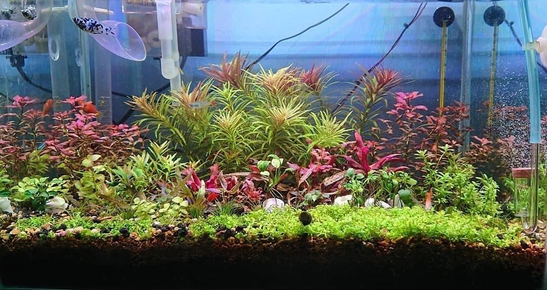5 Tanaman  Aquascape Paling  Cantik  dan Mudah Tumbuh Bikin 