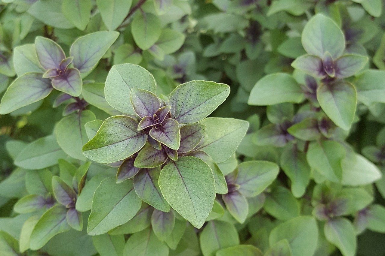 Jarang Diketahui Tanaman Pagarini Ternyata Adalah Ramuan Herbal Yang Ampuh Atasi Berbagai Penyakit Portal Papua