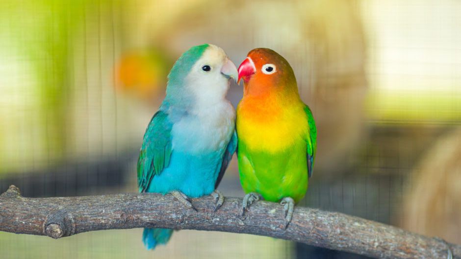 Perhatikan 6 Tips Memelihara Lovebirds Ini Biar Cepat Berkembang Biak Portal Jember