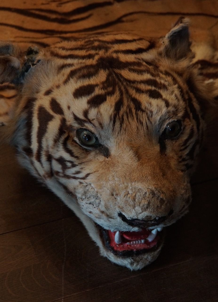  Kulit  dan Tulang Harimau  Dijual Mahal Perdagangan Satwa 