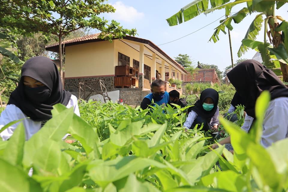 Panen Raya Kangkung Sekolah ekologi di Purwakarta 