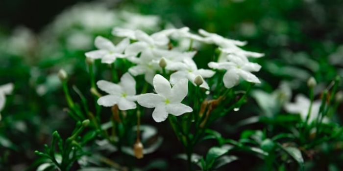 Bunga Kematian 5 Fakta Unik Bunga Melati Yang Jarang Orang Tahu Portal Jember