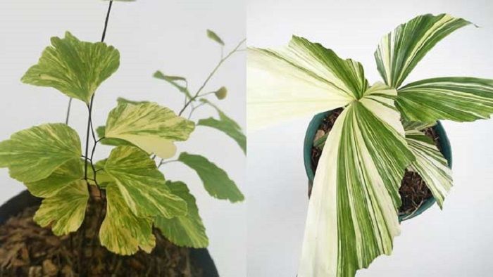 7 Tanaman Hias Termahal Langka Dan Unik Ada Philodendron Dan Monstera Obliqua Kabar Joglo Semar