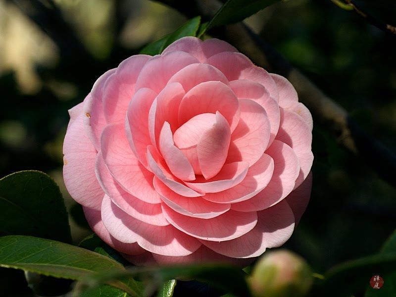 Camellia Japonica atau Tsubaki