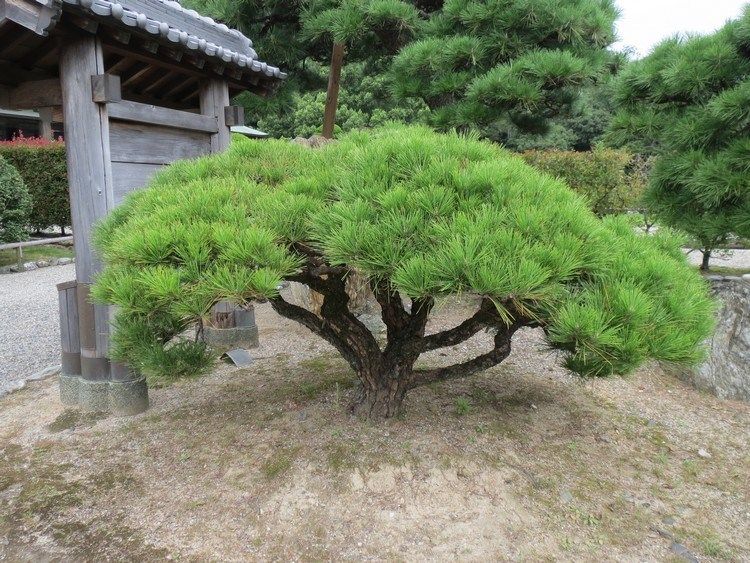 Pinus Jepang atau Matsu
