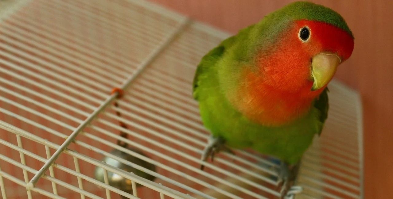 Cara Mudah Merawat Burung Lovebird Supaya Rajin Bunyi dan Gacor - Portal  Jember