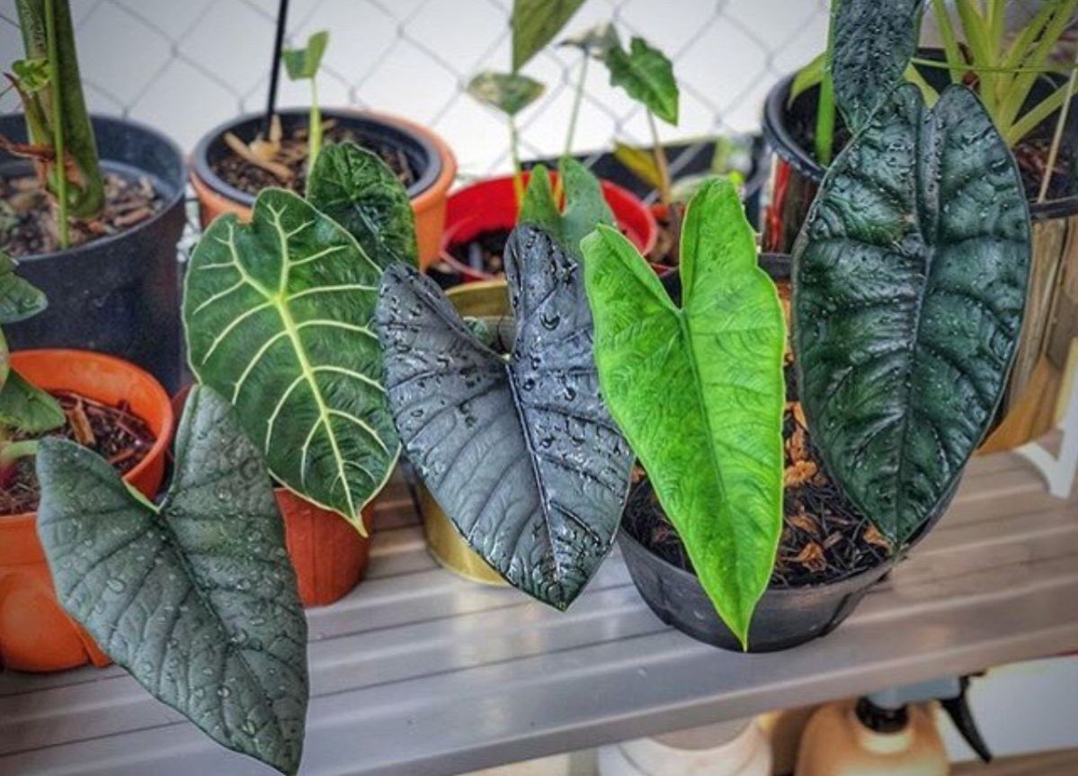 Alocasia Black Velvet Warnanya Hitam Pekat Seperti Bludru 