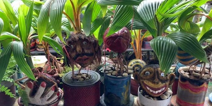 Bonsai Kelapa Peluang Usaha Di Tengah Pandemi Warta Pontianak