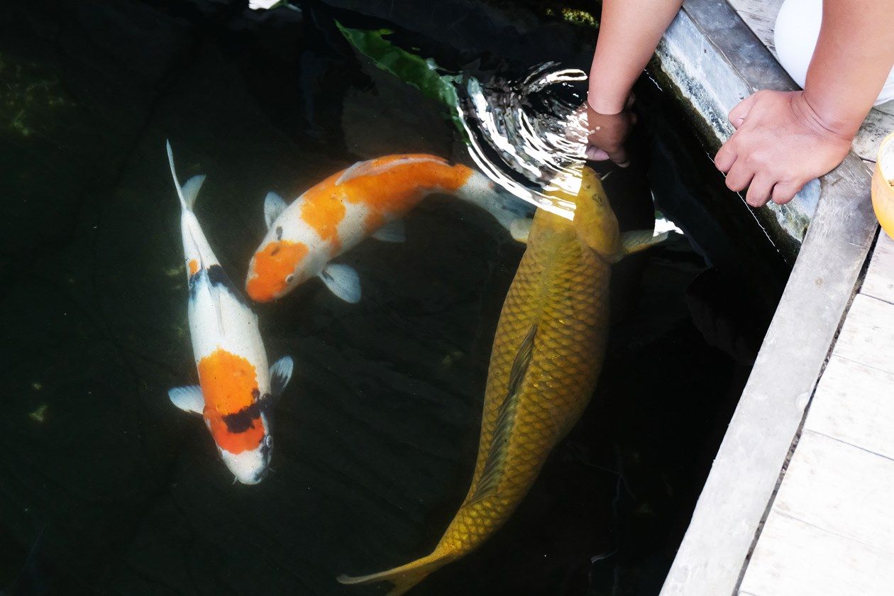 5 Tips Memelihara Ikan Hias Bagi Pemula