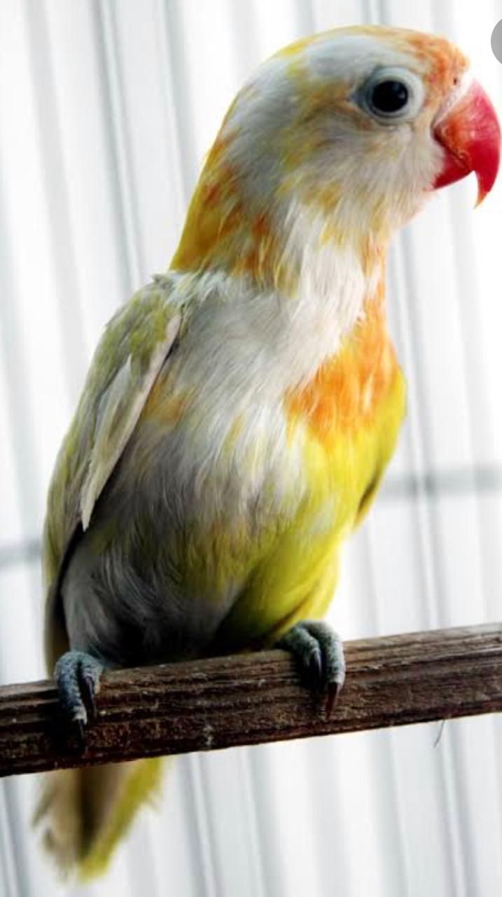 Cara Merawat Burung Lovebird Agar Cepat Gacor dan Ngekek Panjang