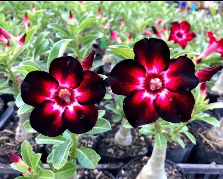 Black Adenium Intip Pesona Kamboja Hitam  yang Eksotis 