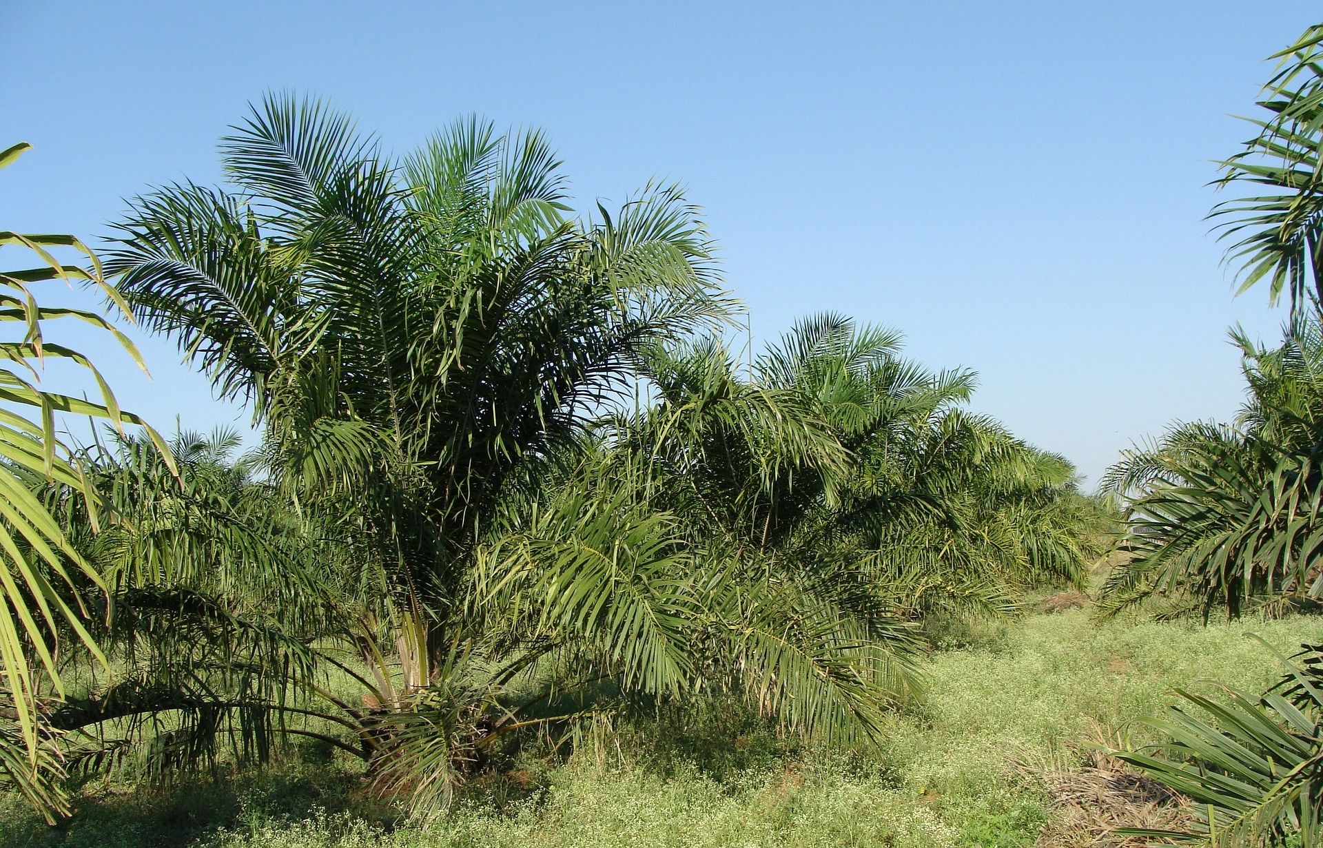 Ilustrasi, kebun kelapa sawit.