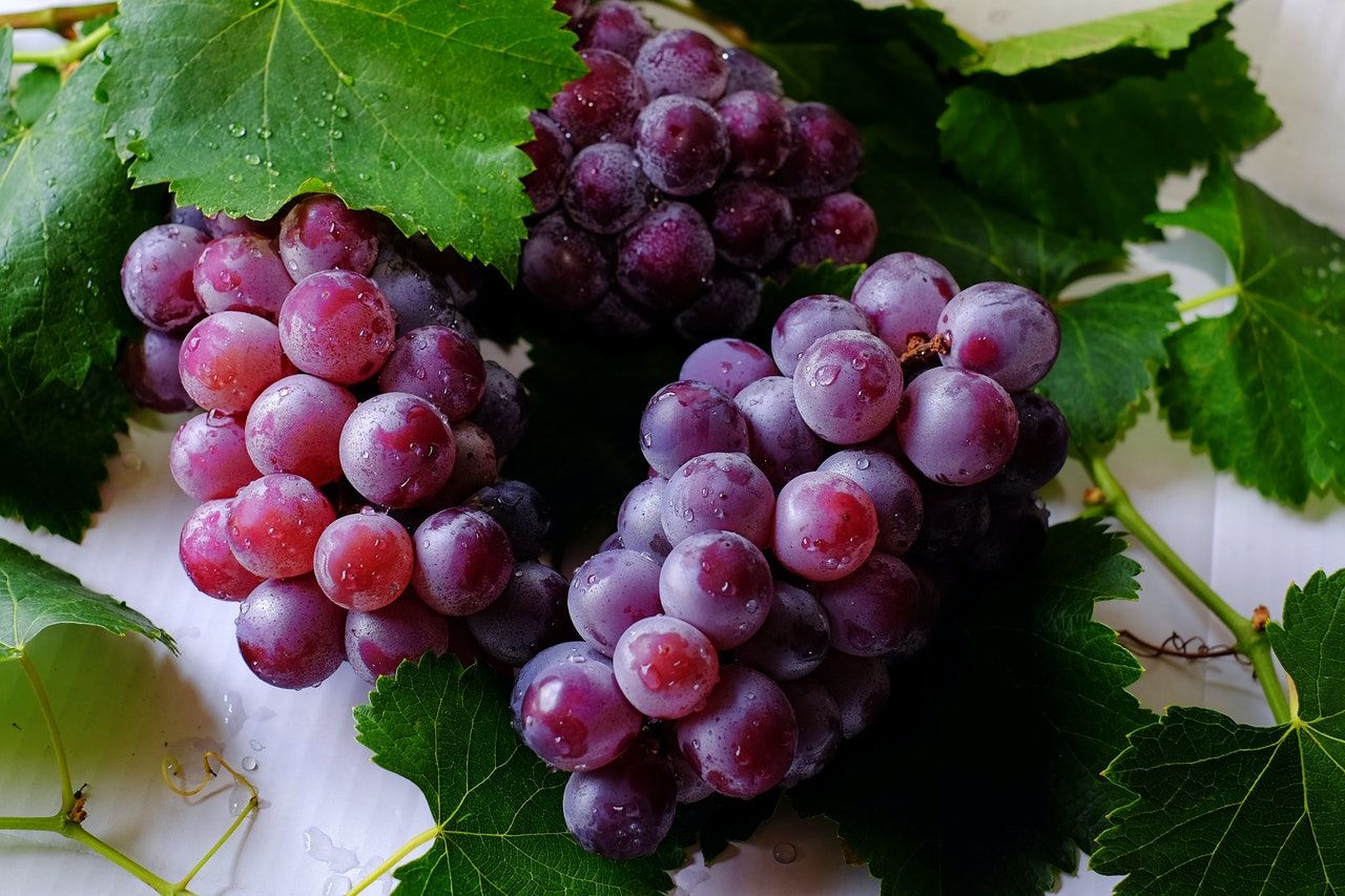 Ilustrasi buah anggur.