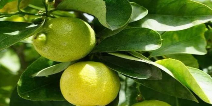 Jeruk lemon dan daunnya sangat bermanfaat untuk kesehatan tubuh