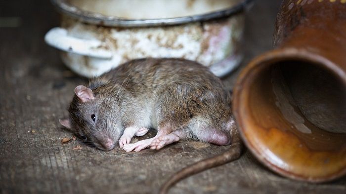 Cara mengusir tikus efektif