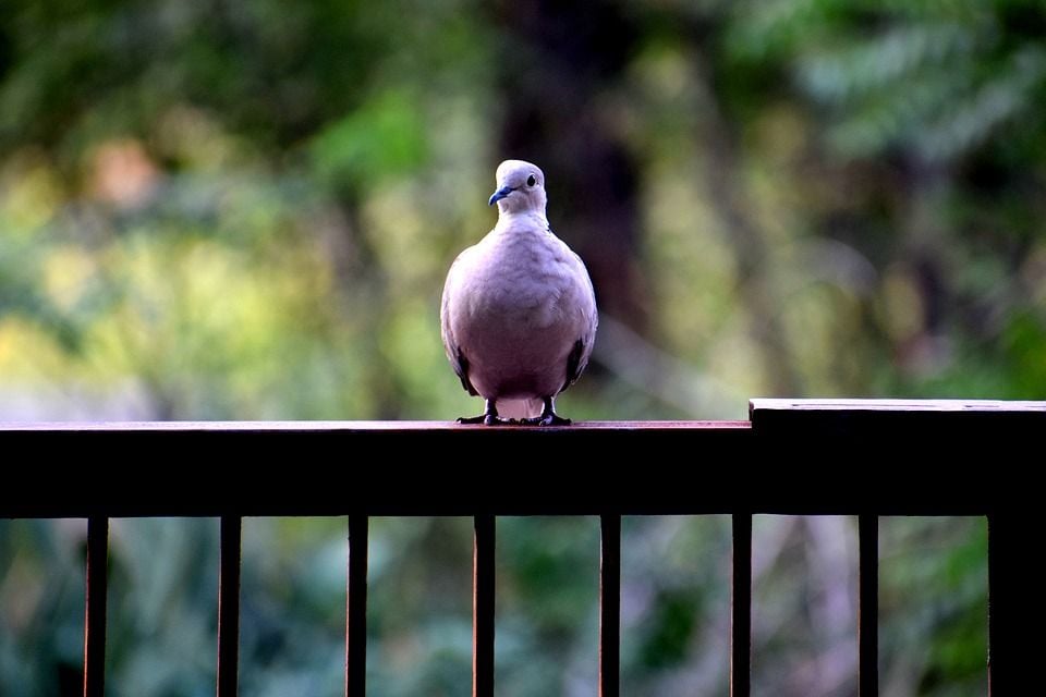 Untuk Pemula 3 Cara Merawat Burung Merpati Yang Baik Dan Benar Purwakarta News