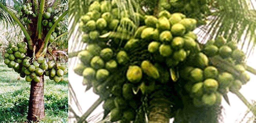Pohon kelapa genjah yang sudah berproduksi
