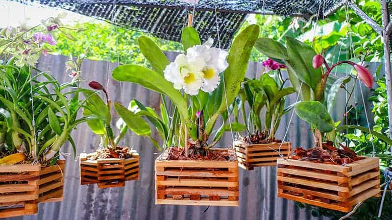 7 Pilihan Jenis Pot Terbaik untuk Bunga Anggrek yang Ramah di Kantong