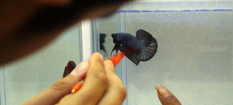 Penjual Ikan Cupang Terbesar Di Jakarta Dari Harga Rp50 Ribu Sampai Rp10 Juta Purwakarta News