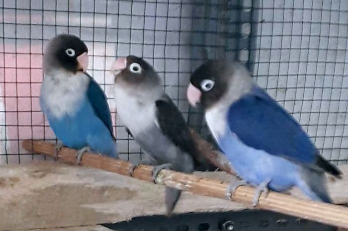 lovebird biru kepala hitam