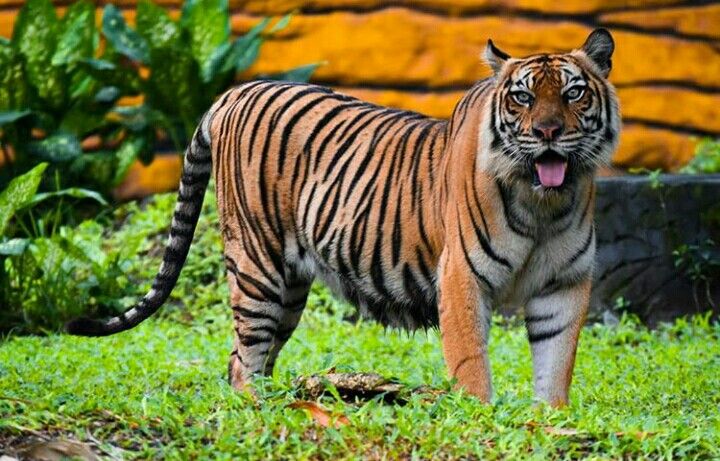 Harimau Sumatera. Ilustrasi Shio Harimau./