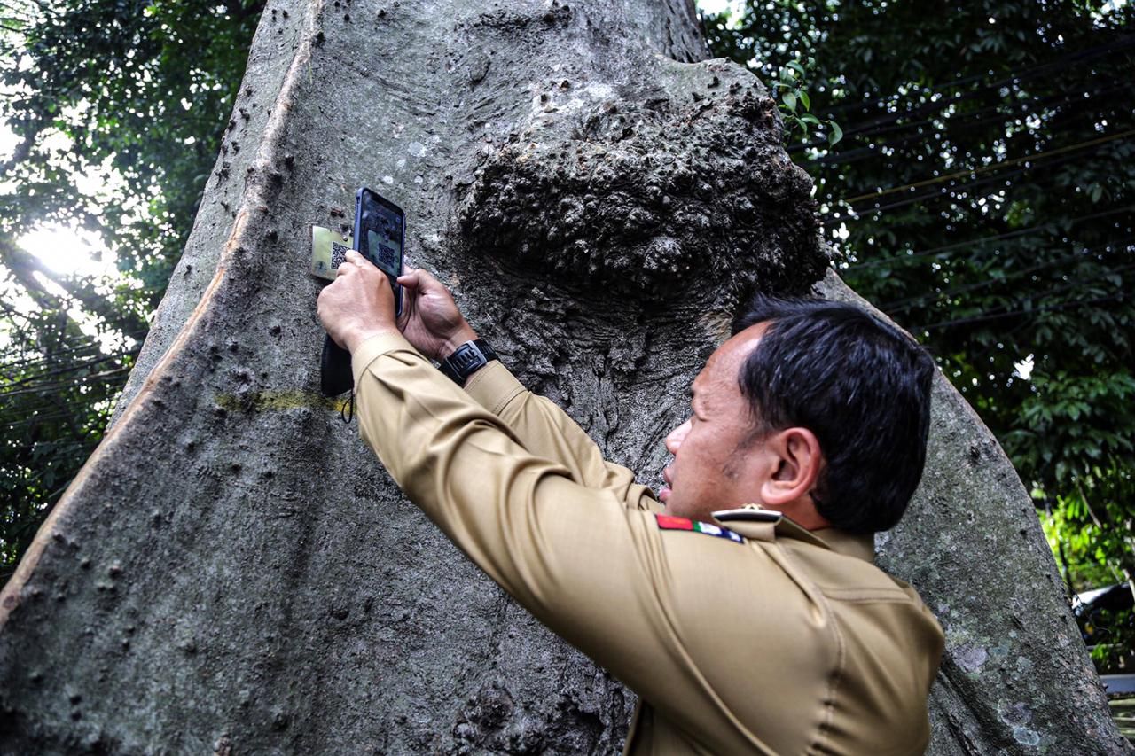 Wali Kota Bogor Bima Arya saat mengidentifikasi sejumlah pohon di Bogor yang rawan tumbang.*