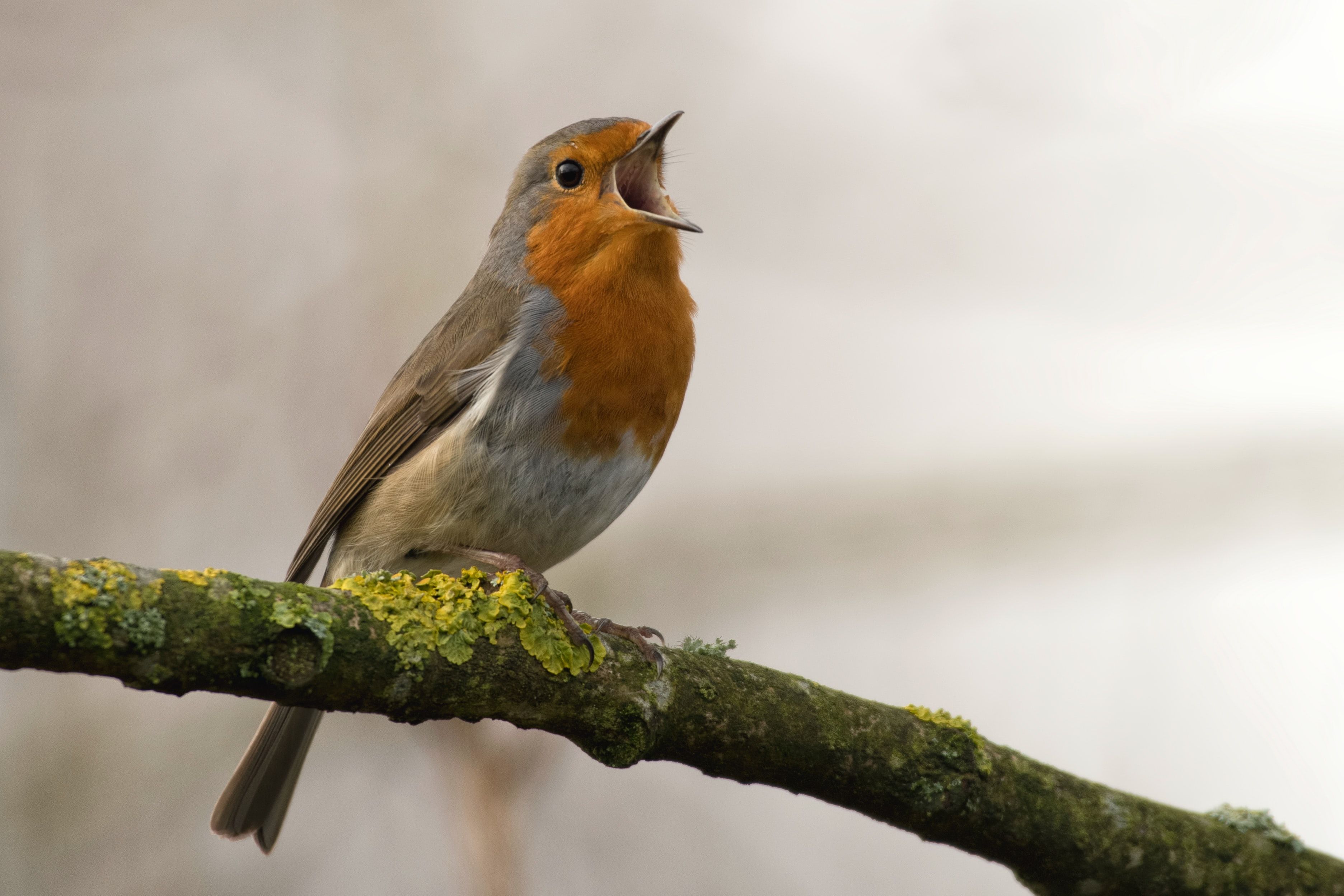 Cara Mencegah Dan Mengatasi Penyakit Pada Burung Peliharaan Anda