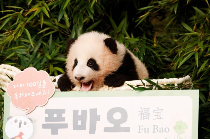 Panda Fu Bao yang lahir di Korea Selatan.*