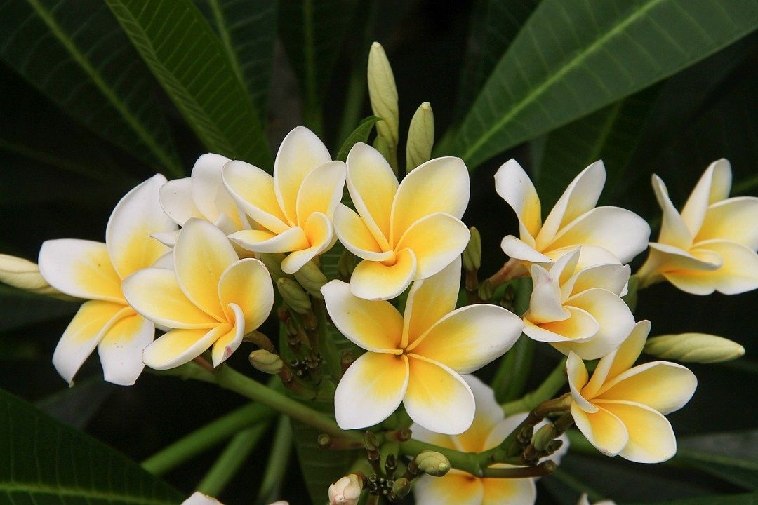 Bunga kamboja merupakan tanaman cantik yang mudah dirawat
