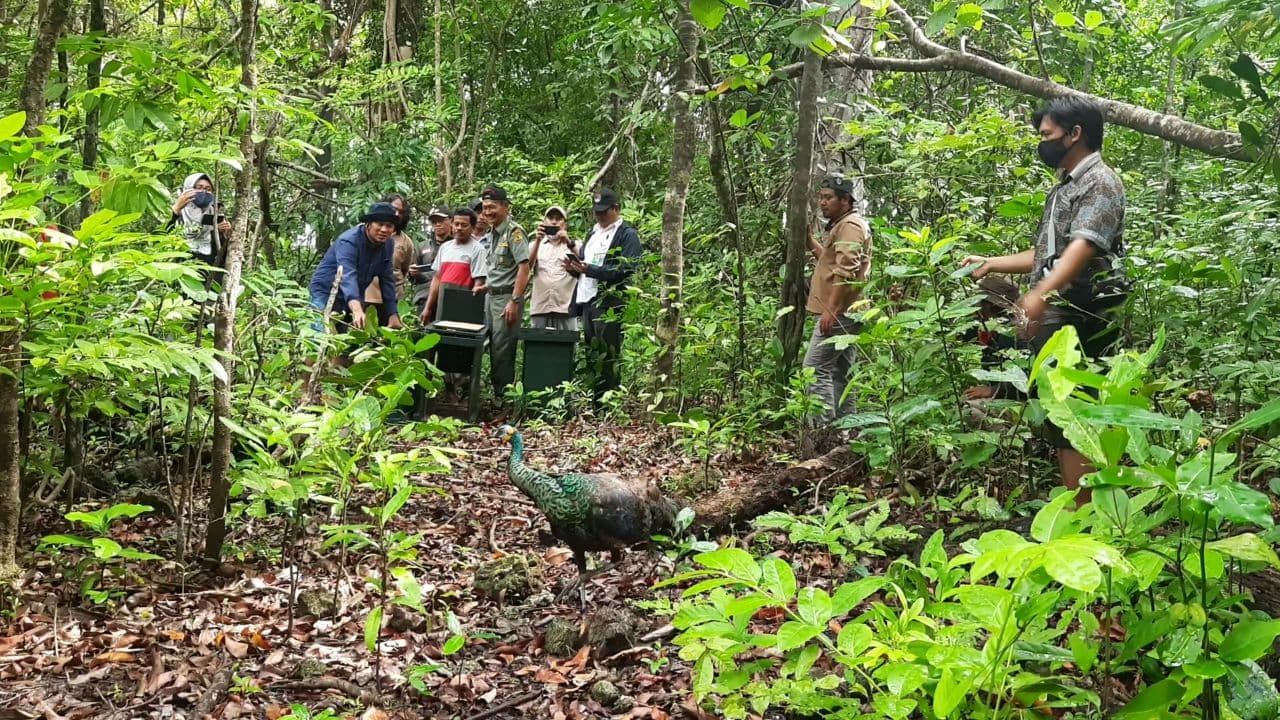 Tiga ekor burung Merak Hijau dilepaskan kembali ke alam bebas. di kawasan Konservasi Taman Nasional Ujung Kulon.