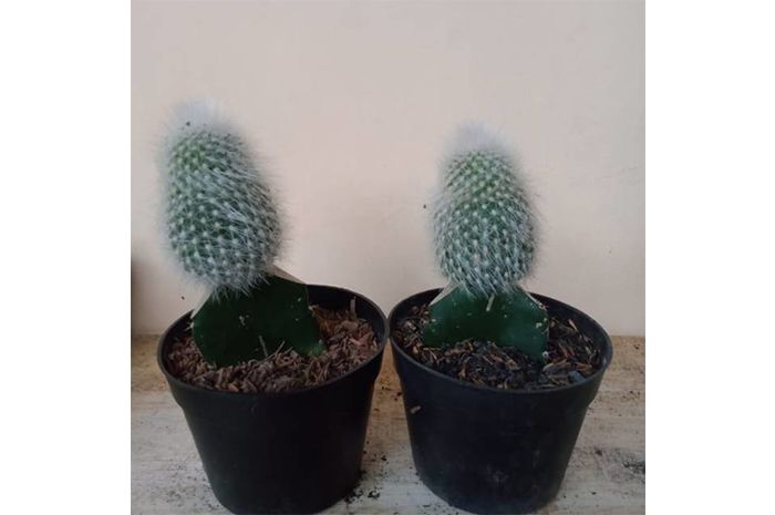 Kaktus uban