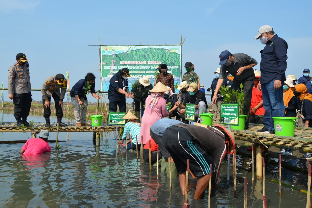 78 Hektare Lahan Di Lontar Ditanami Mangrove