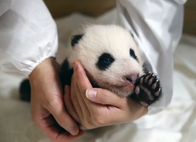 Fubao panda yang lahir di Korea Selatan