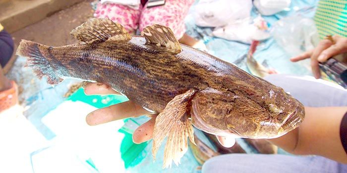 5 Fakta Menarik Ikan  Betutu Ikan Malas  Kembaran Gabus 