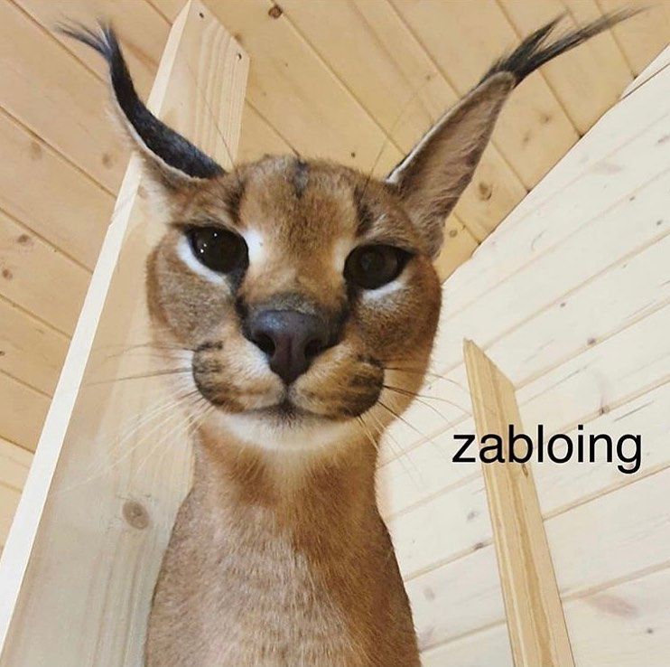 Mengenal Caracal, Kucing Besar yang Sering Dijadikan Meme u0027Floppa 