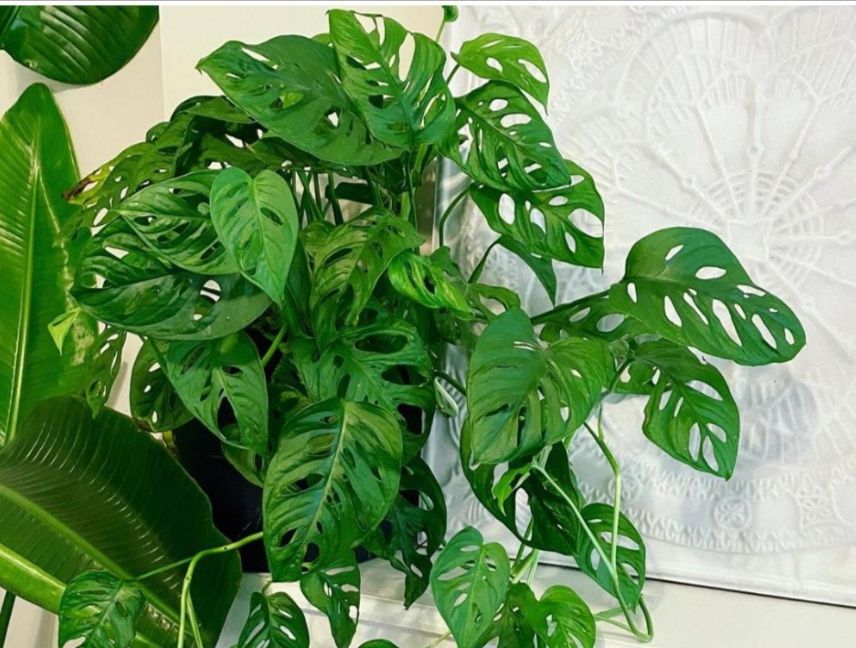 Bunga monstera