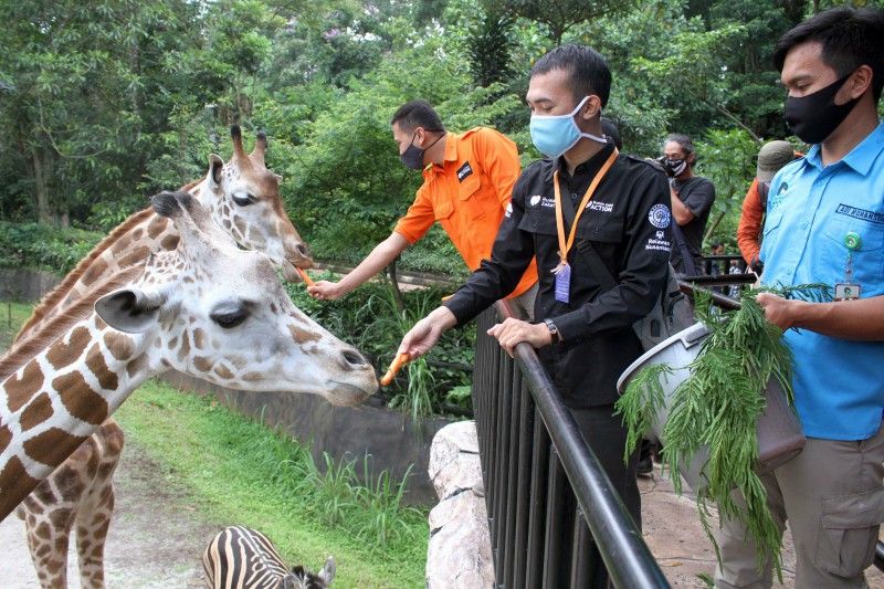 Ratusan Satwa Di Kebun Binatang Bandung Terdampak Ppkm Darurat Galamedia News