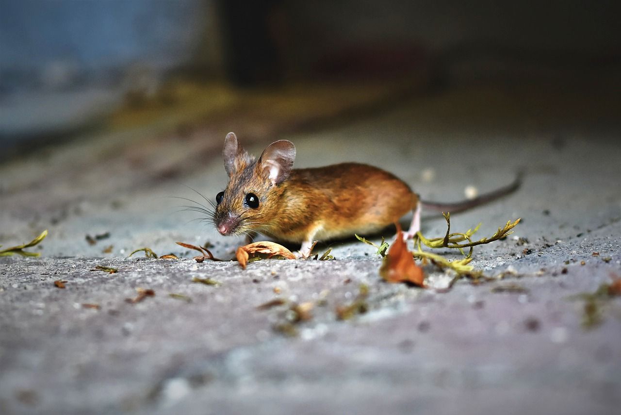 5 Cara Ini Ampuh Usir Tikus dari Rumah, Salah Satunya Cuma Pakai Cabai