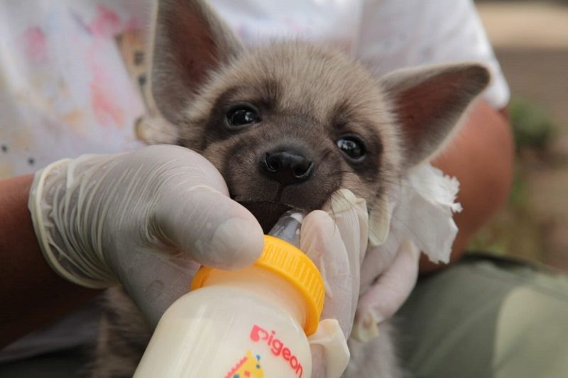 Moii bayi Heyna di Bali Safari Park yang dinamai oleh artis Jessica Iskandar sedang diberi susu