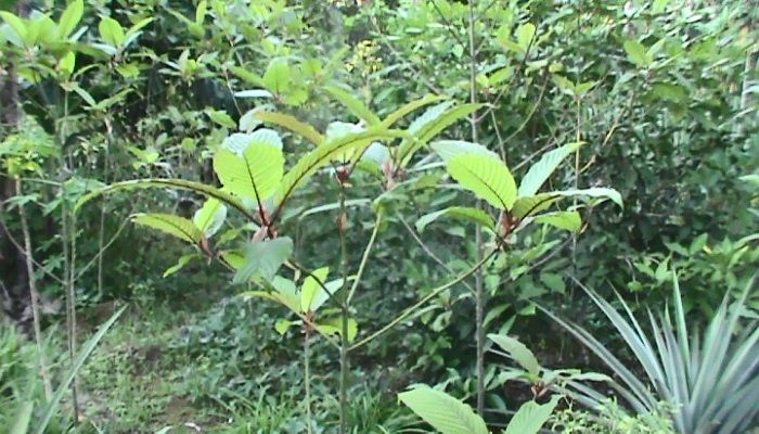 'Koperasi Hasil Alam' Ekspor 400 Ton Kratom ke AS, Yoga: Ini Langkah Awal
