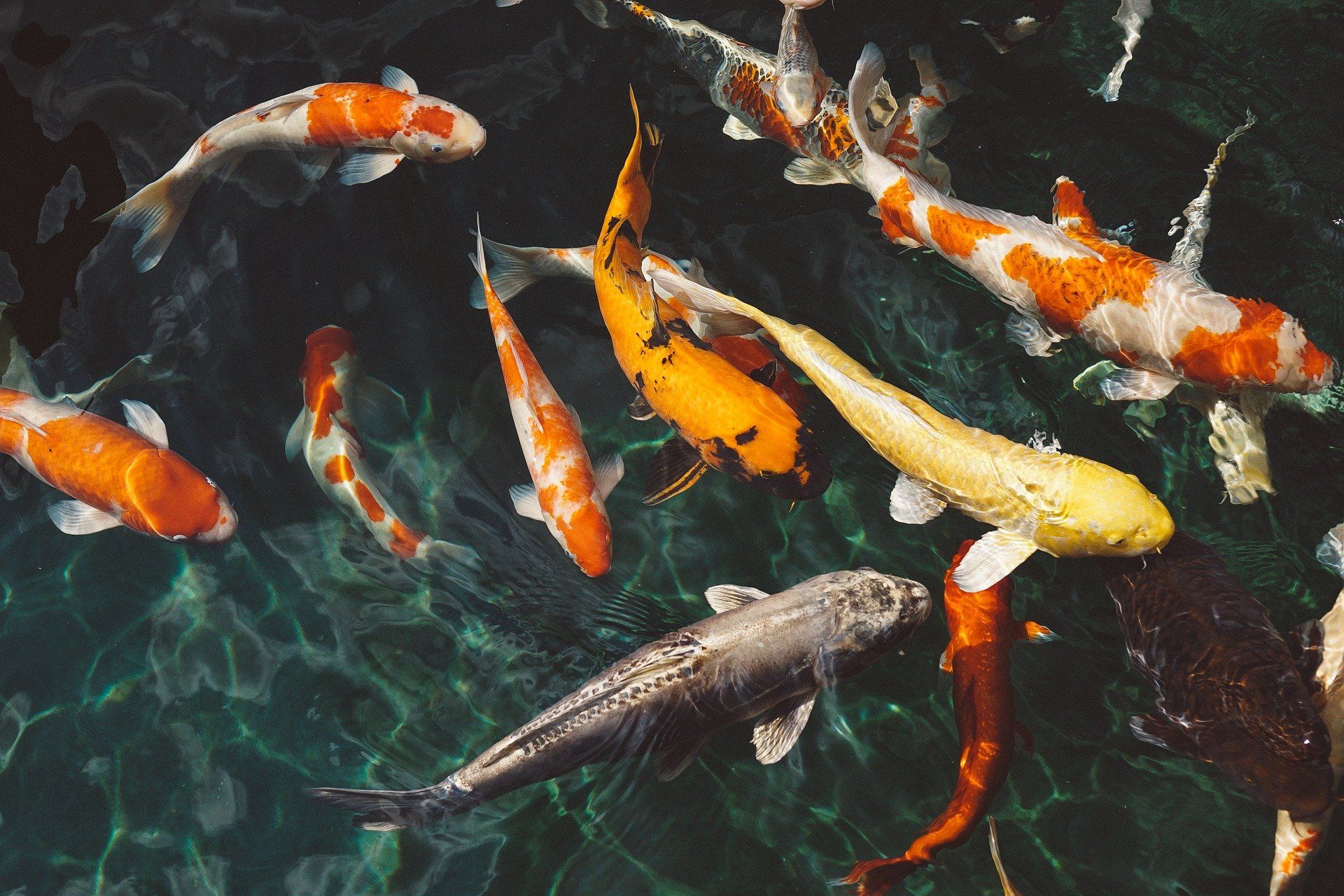 4 Jenis Ikan Hias Air Tawar Pembawa Keberuntungan Hingga Mengusir Kesialan Ruang Terang